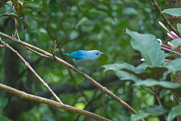 Sustainability - Airport Hotel Costa Rica