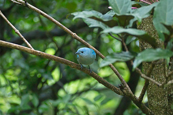 Sustainability - Airport Hotel Costa Rica