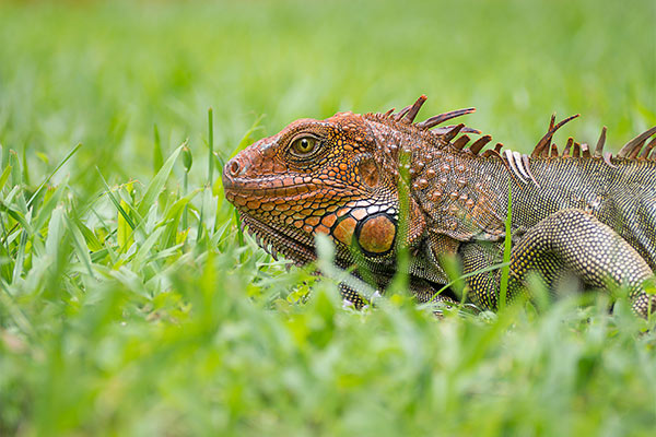 Sustainability - Airport Hotel Costa Rica